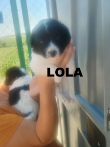 LOLA